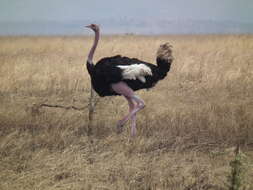 Image of ostriches