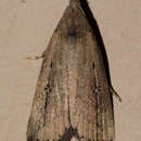 Image of Bronzy Macrochilo