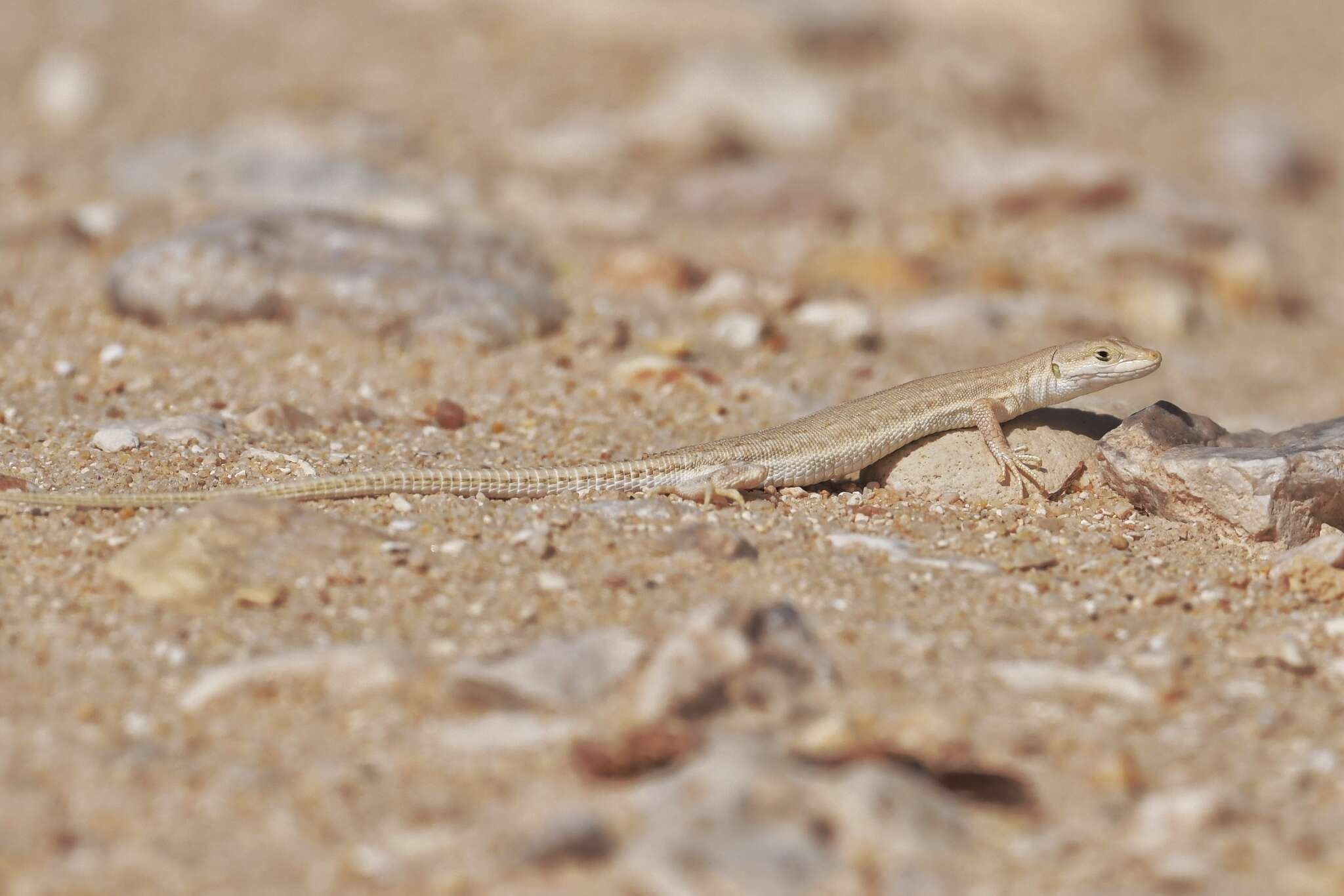 Image of Bosc’s Fringe-toed lizard