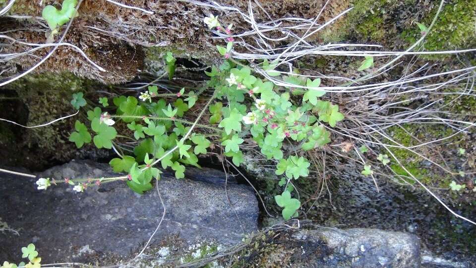 Plancia ëd Saxifraga cernua L.