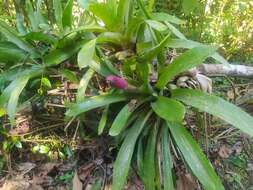 Image of Aechmea cylindrata Lindm.