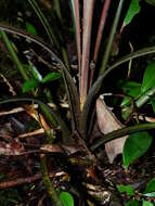 Image of Bromelia granvillei L. B. Sm. & Gouda