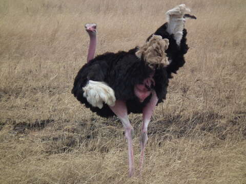 Image of ostriches