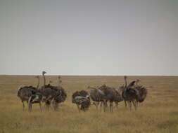 Image of ostriches