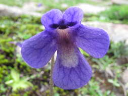 Image of Pinguicula balcanica Casper