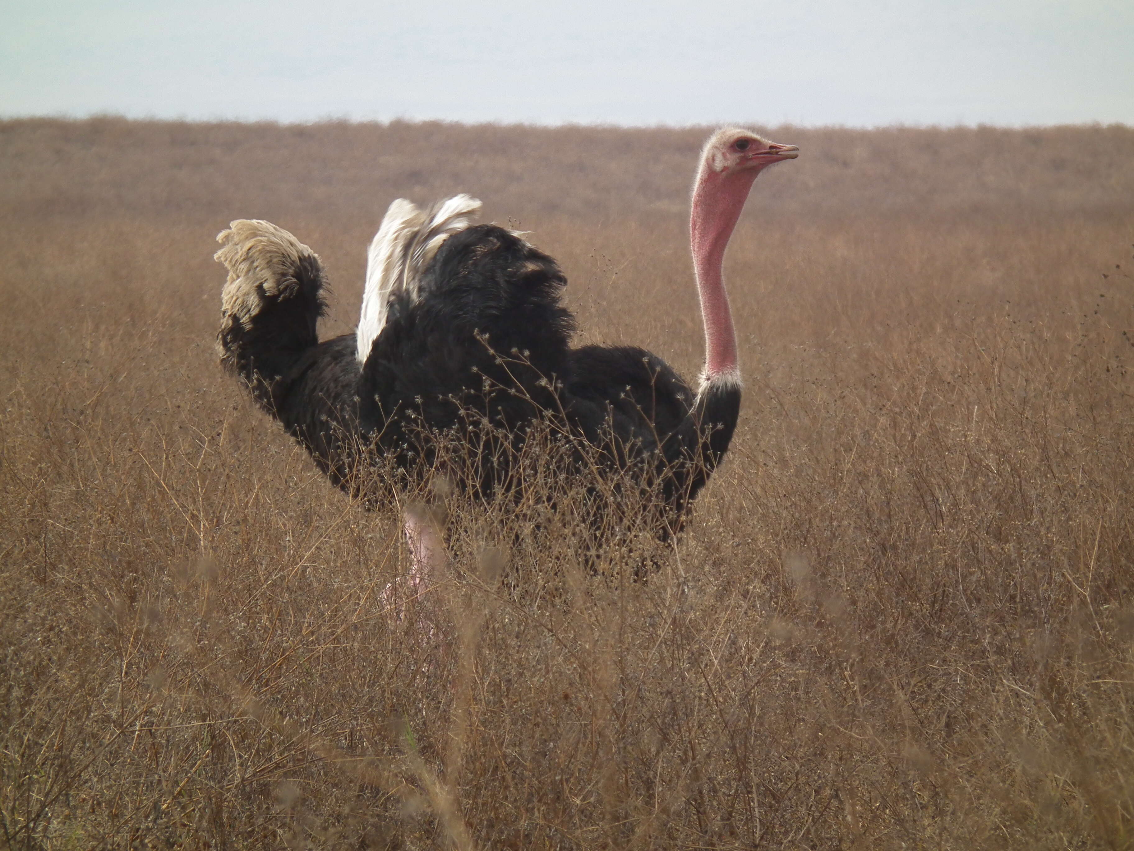 Image of ostriches