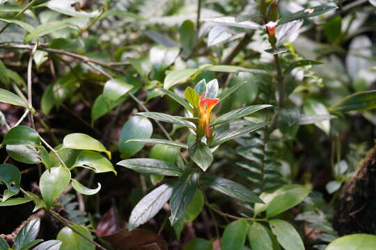 Image of Columnea lepidocaula Hanst.