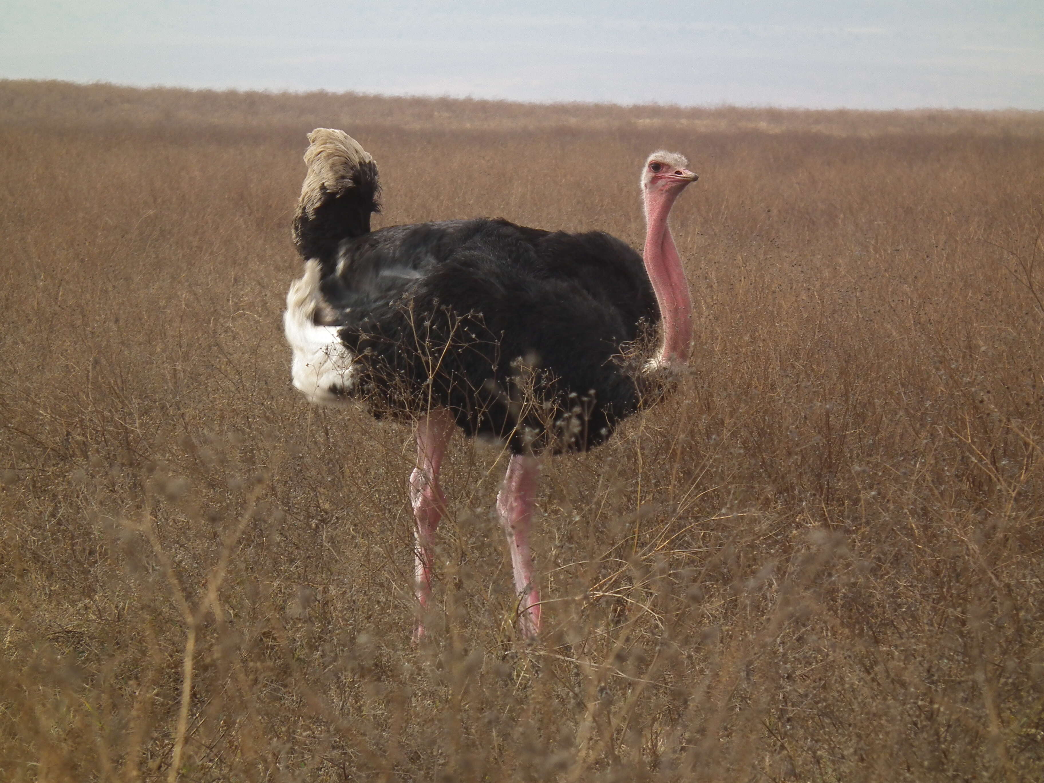 Image of ostriches