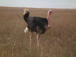 Image of ostriches