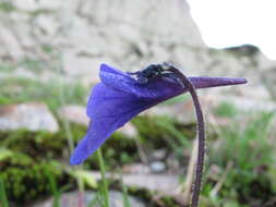 Image of Pinguicula balcanica Casper