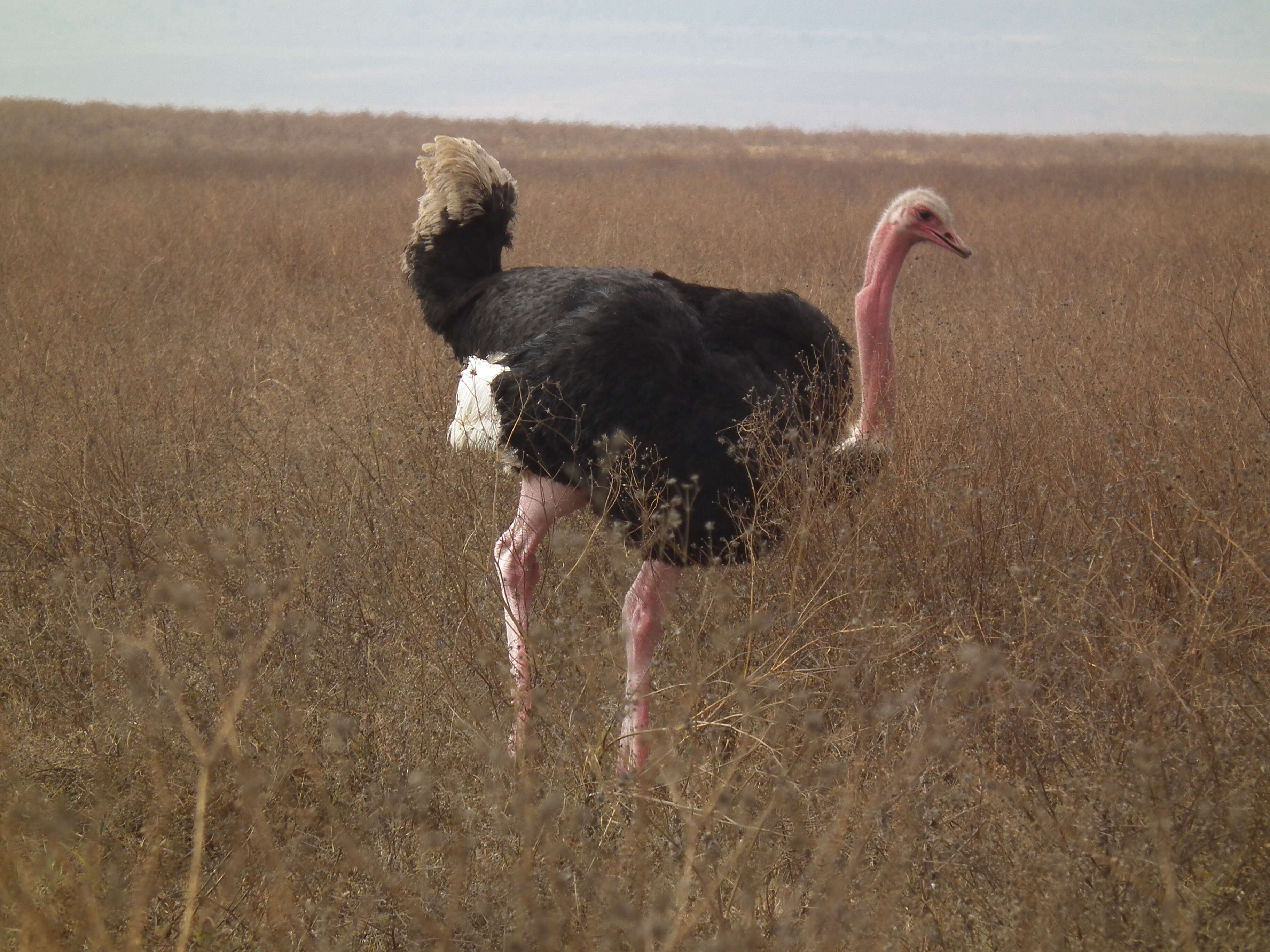 Image of ostriches