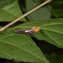 Image de Asota heliconia Linnaeus 1758