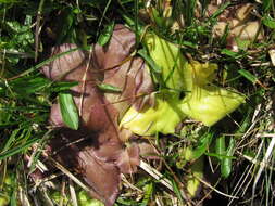 Image of Pinguicula balcanica Casper