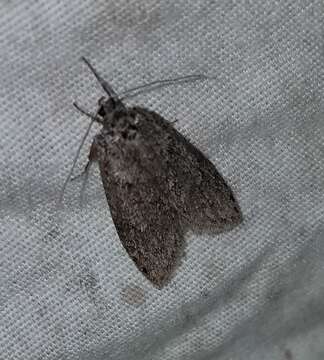 Image of Dull Flatbody Moth