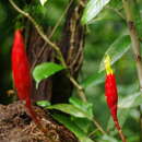 Imagem de Costus stenophyllus Standl. & L. O. Williams