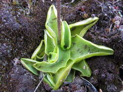 Image of Pinguicula balcanica Casper