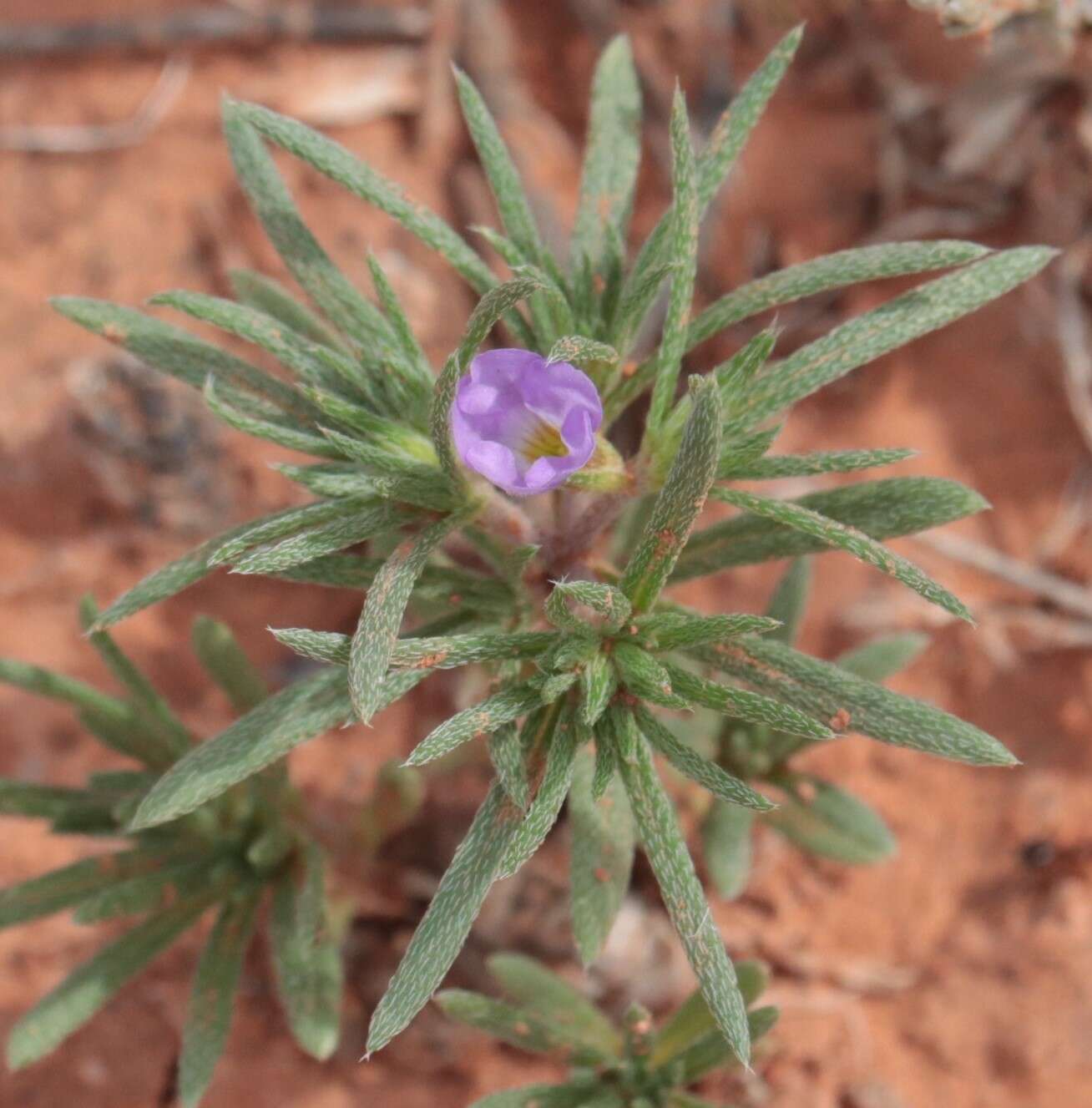 Image of Stevens' fiddleleaf