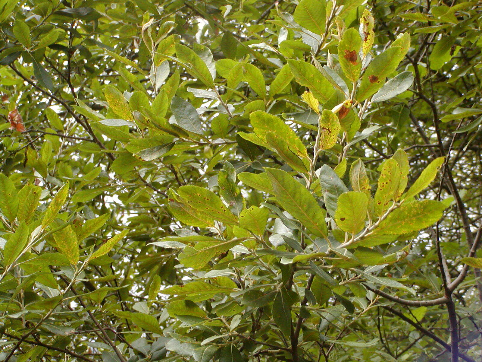 Image of purple willow