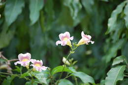 Image de Bignonia potosina (K. Schum. & Loes.) L. G. Lohmann