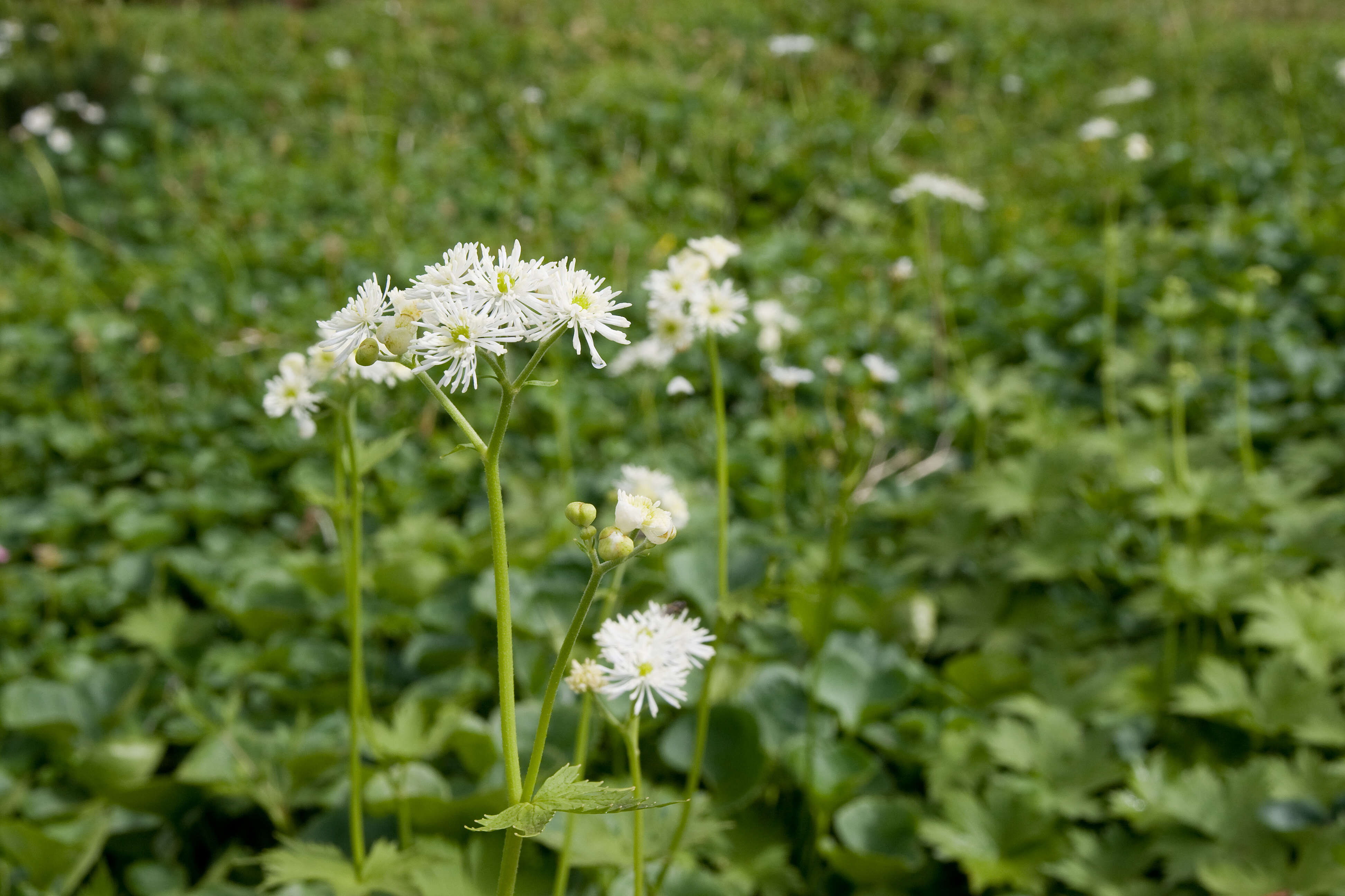 Image of bugbane