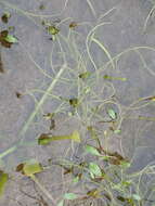 Image of Mudwort