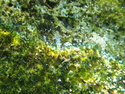 Image of Ornate goby