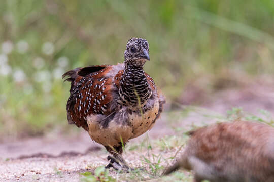 Galloperdix lunulata (Valenciennes 1825) resmi