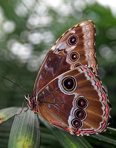 Image of Morpho peleides Kollar 1850