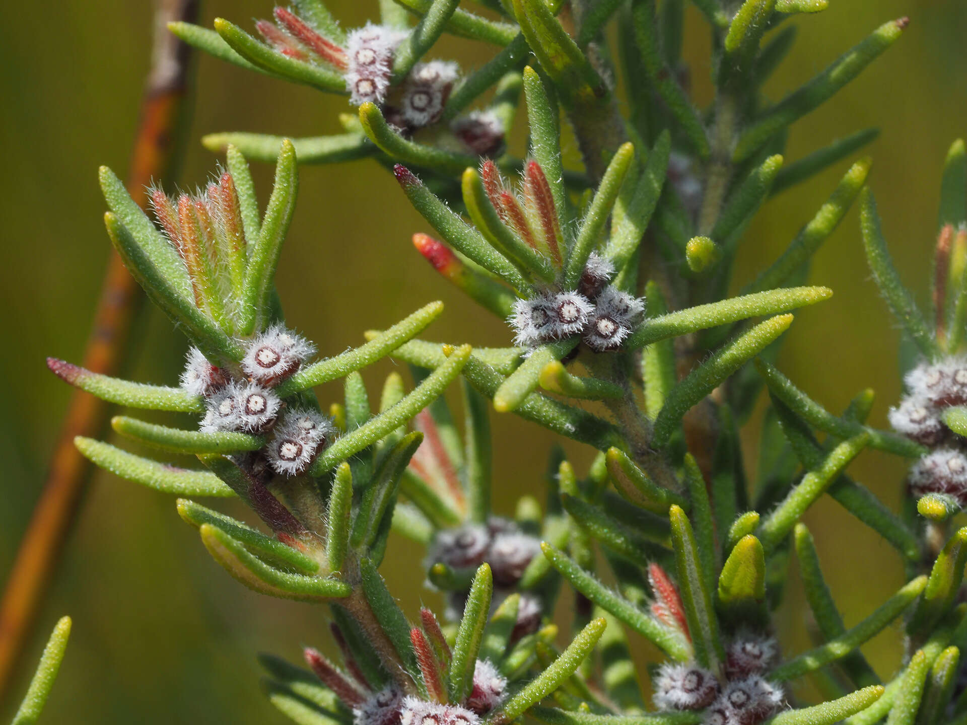 Image of Grubbia rosmarinifolia subsp. rosmarinifolia