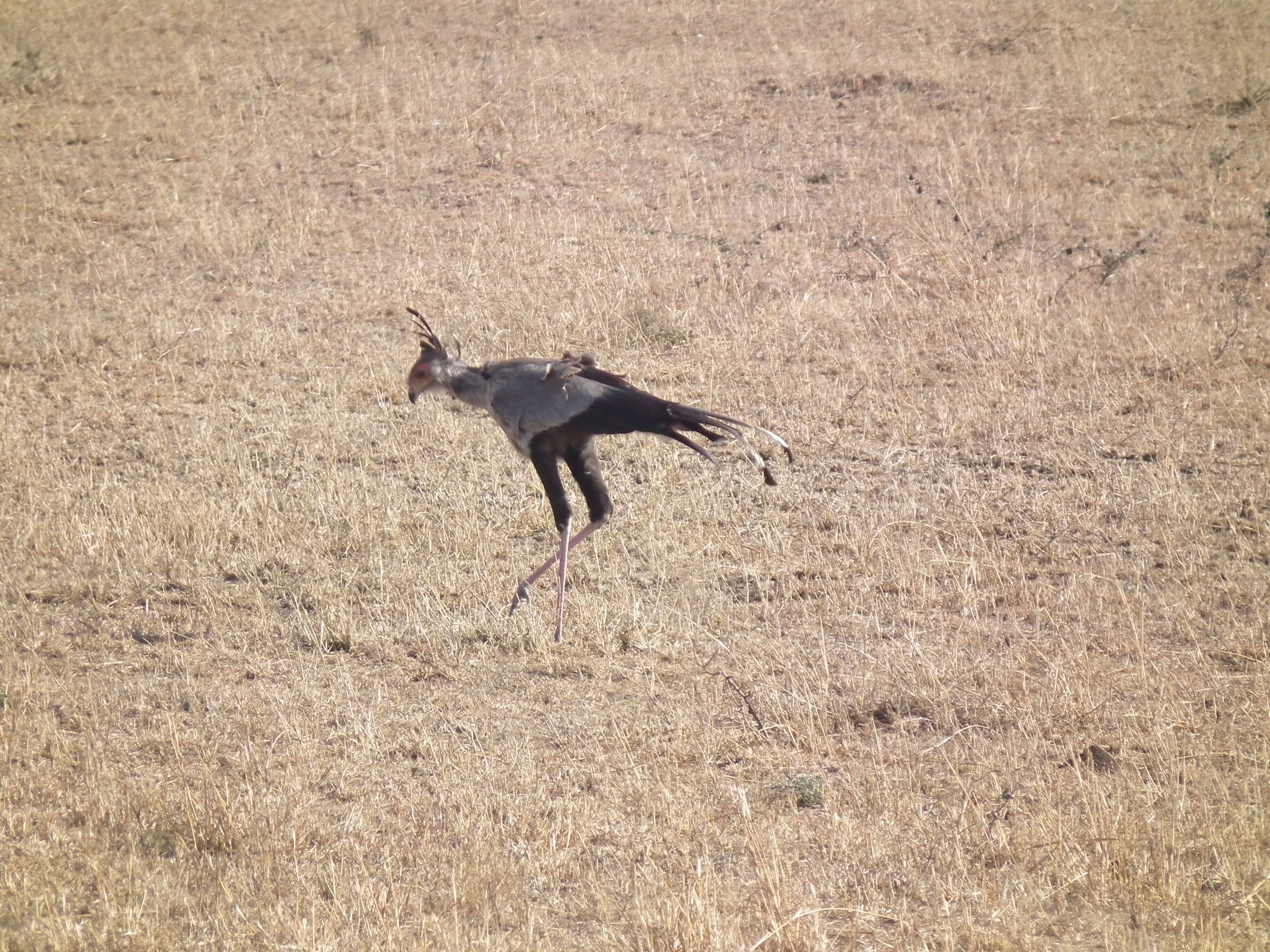 Sagittariidae resmi