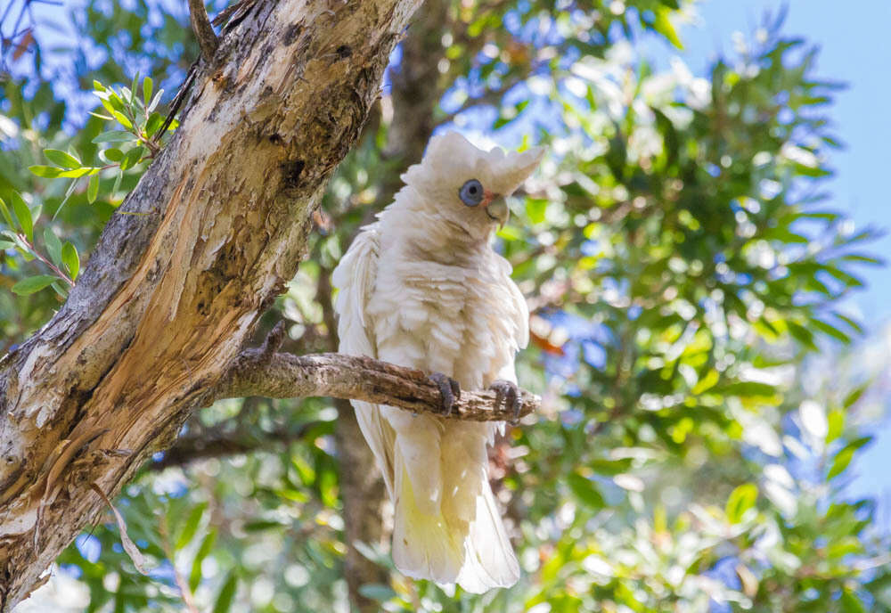 Image of Cacatua sanguinea gymnopis Sclater & PL 1871