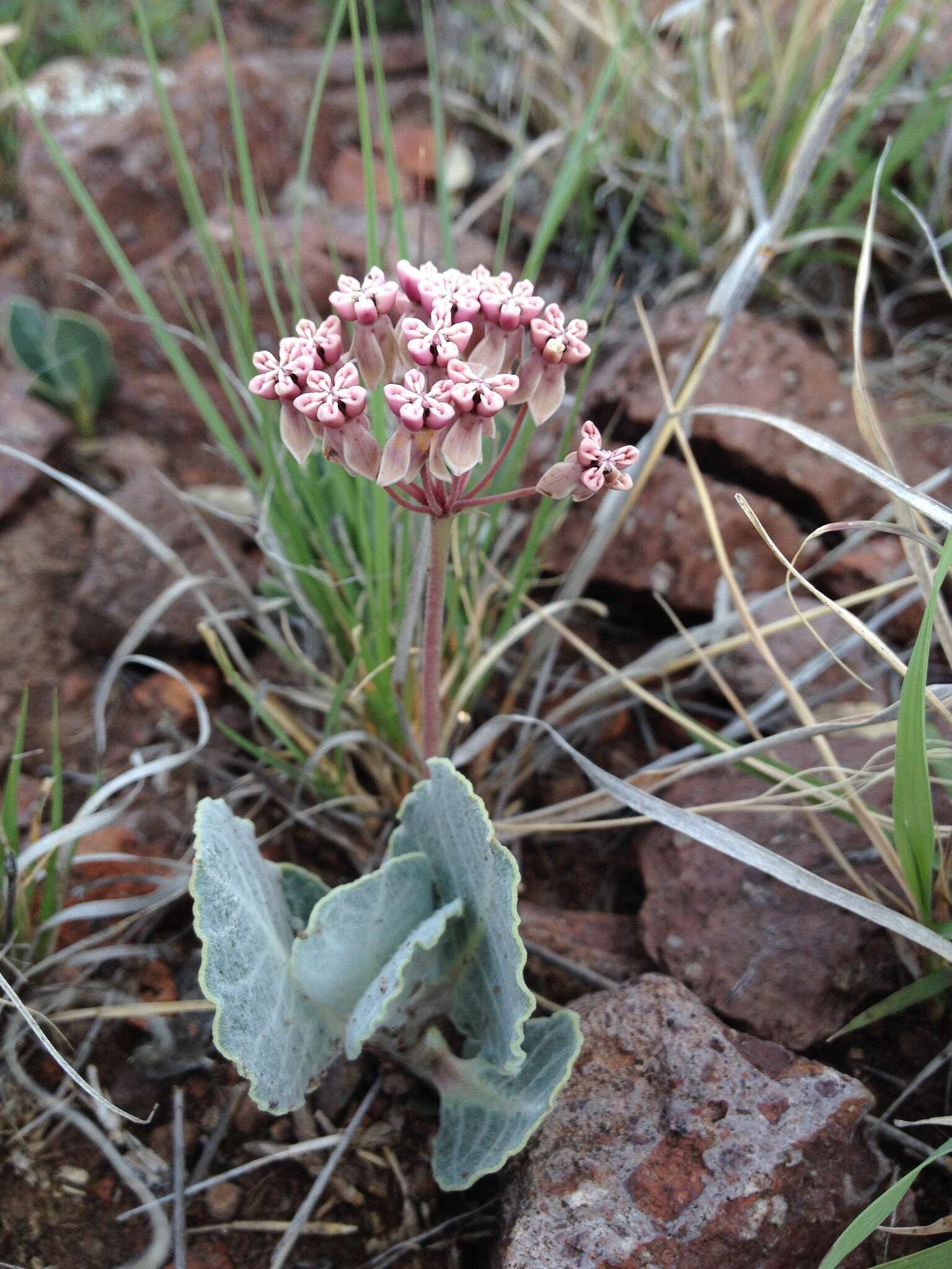 Asclepias nummularia Torr. resmi