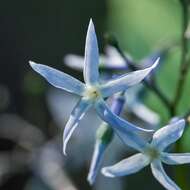 Image of eastern bluestar