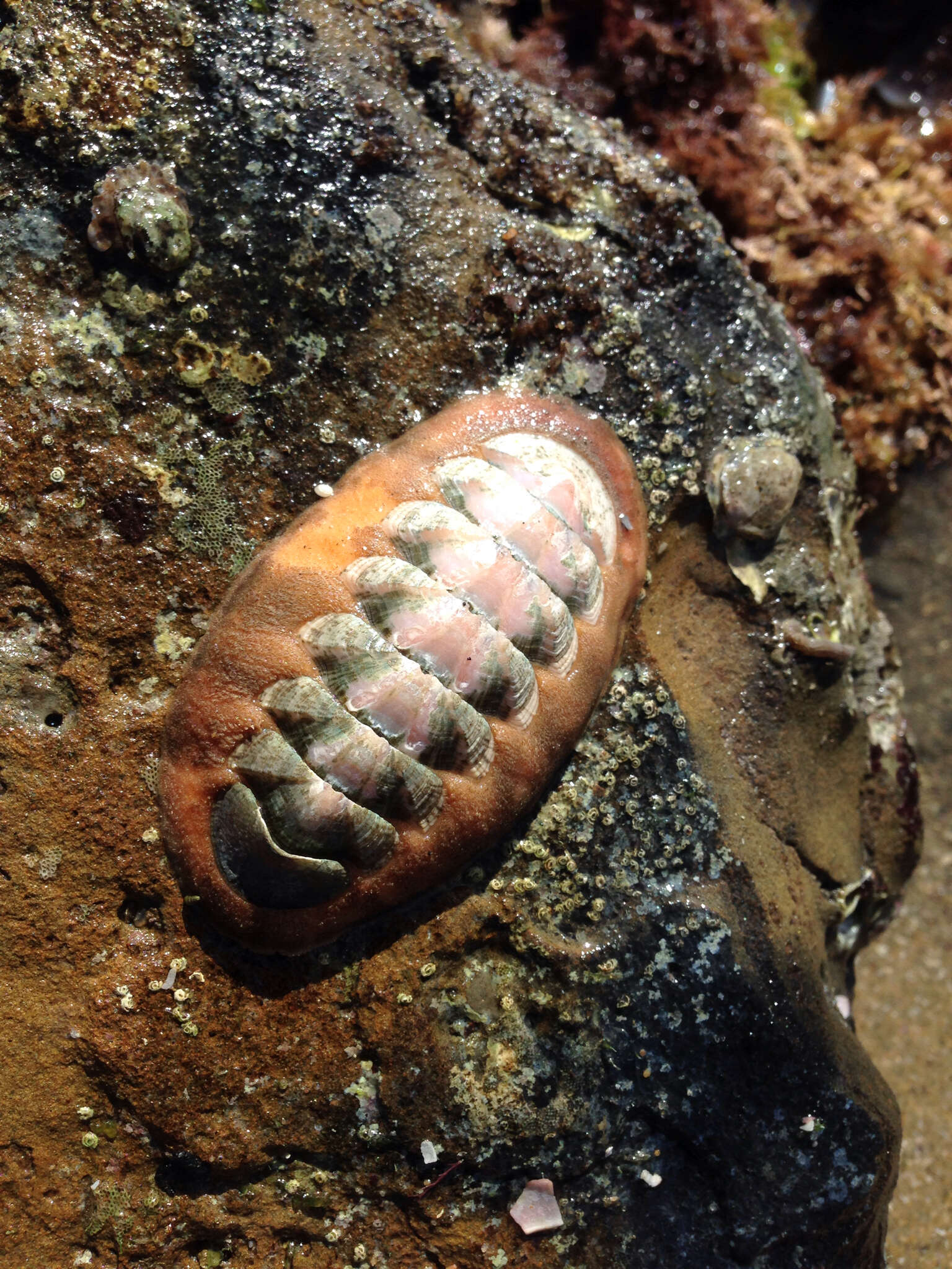 Image of conspicuous chiton