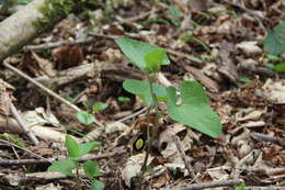 Image of Aristolochia steupii Woronow