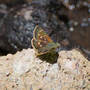 Image of Four-spotted Skipperling