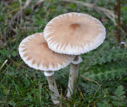 Image of Macrolepiota excoriata (Schaeff.) Wasser 1978