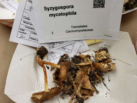 Syzygospora mycetophila (Peck) Ginns 1986 resmi