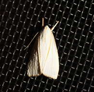 Image of Cryptophasa flavolineata Walker 1864