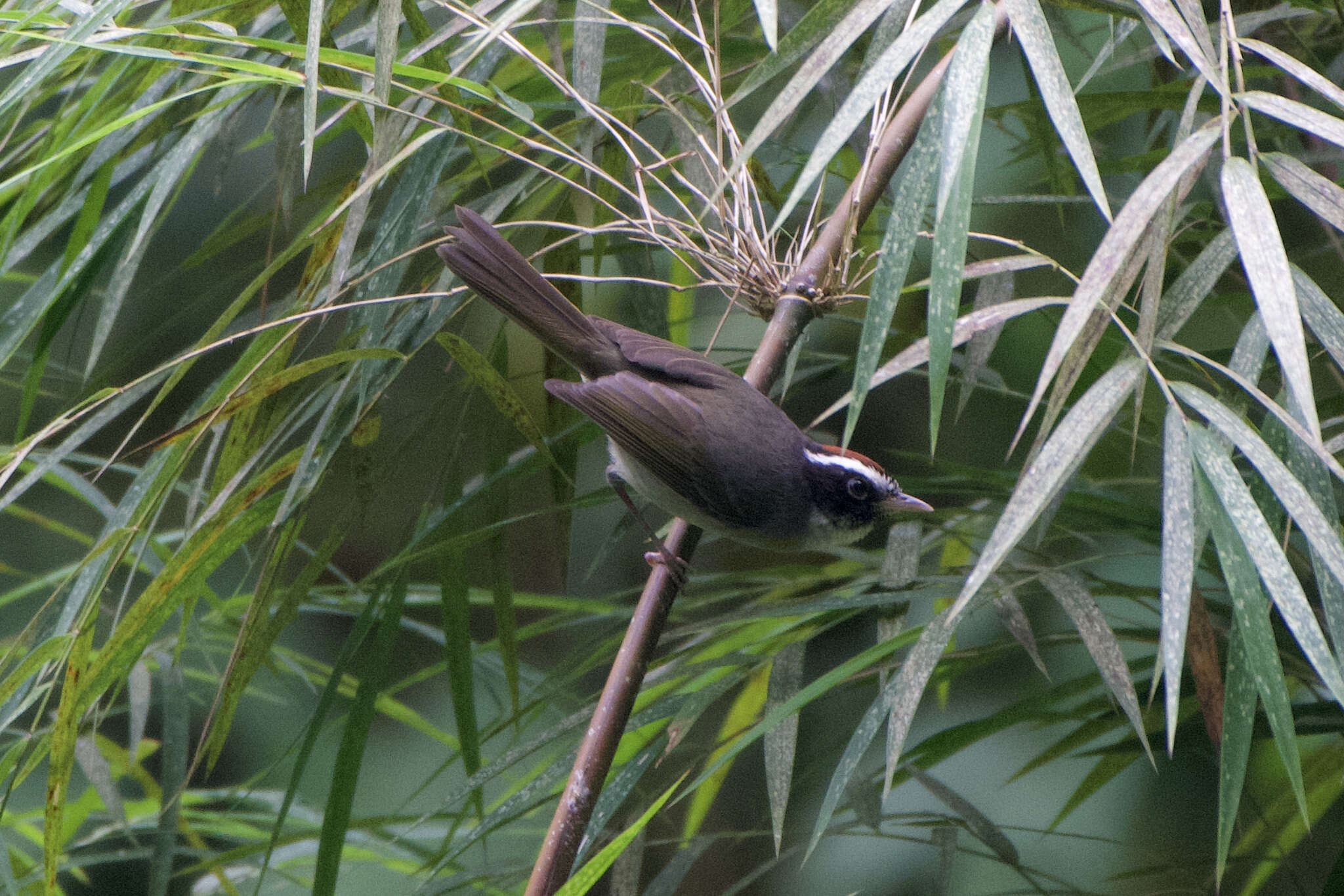 Image of Black-cheeked Warbler