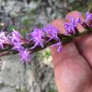 Image of fewflower blazing star