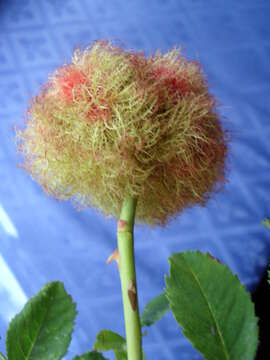 Image of Mossy Rose Gall Wasp