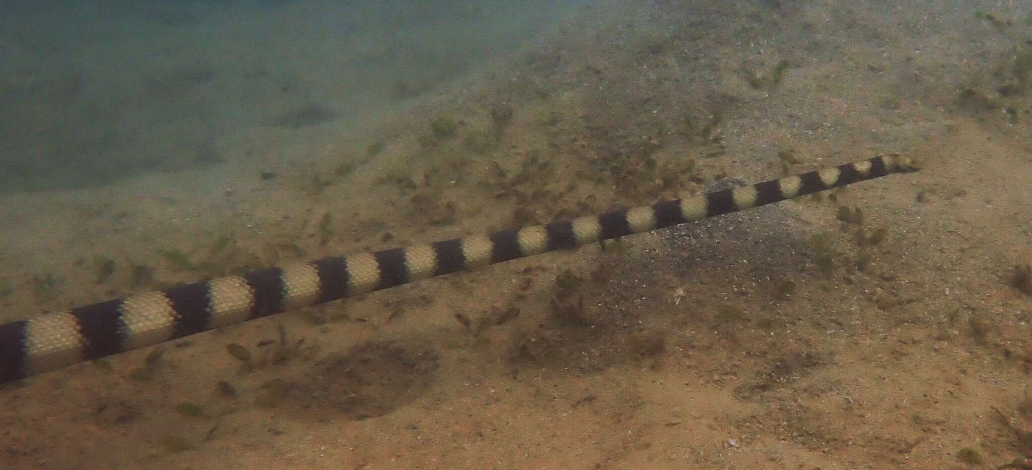 Image of Slender-necked Seasnake