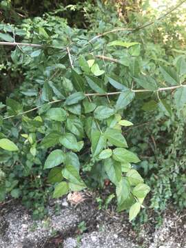 Image de Sageretia minutiflora (Michx.) Trel.