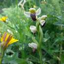 Image of Pale Green Orchid