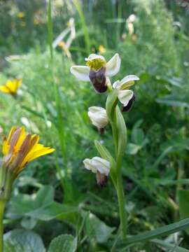 Image of Pale Green Orchid