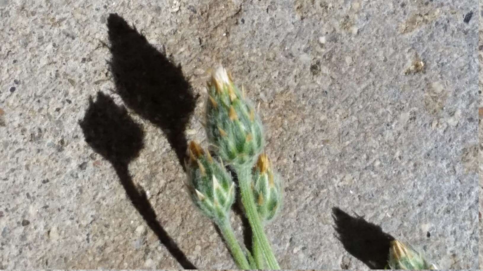 Plancia ëd Volutaria tubuliflora (Murb.) Sennen