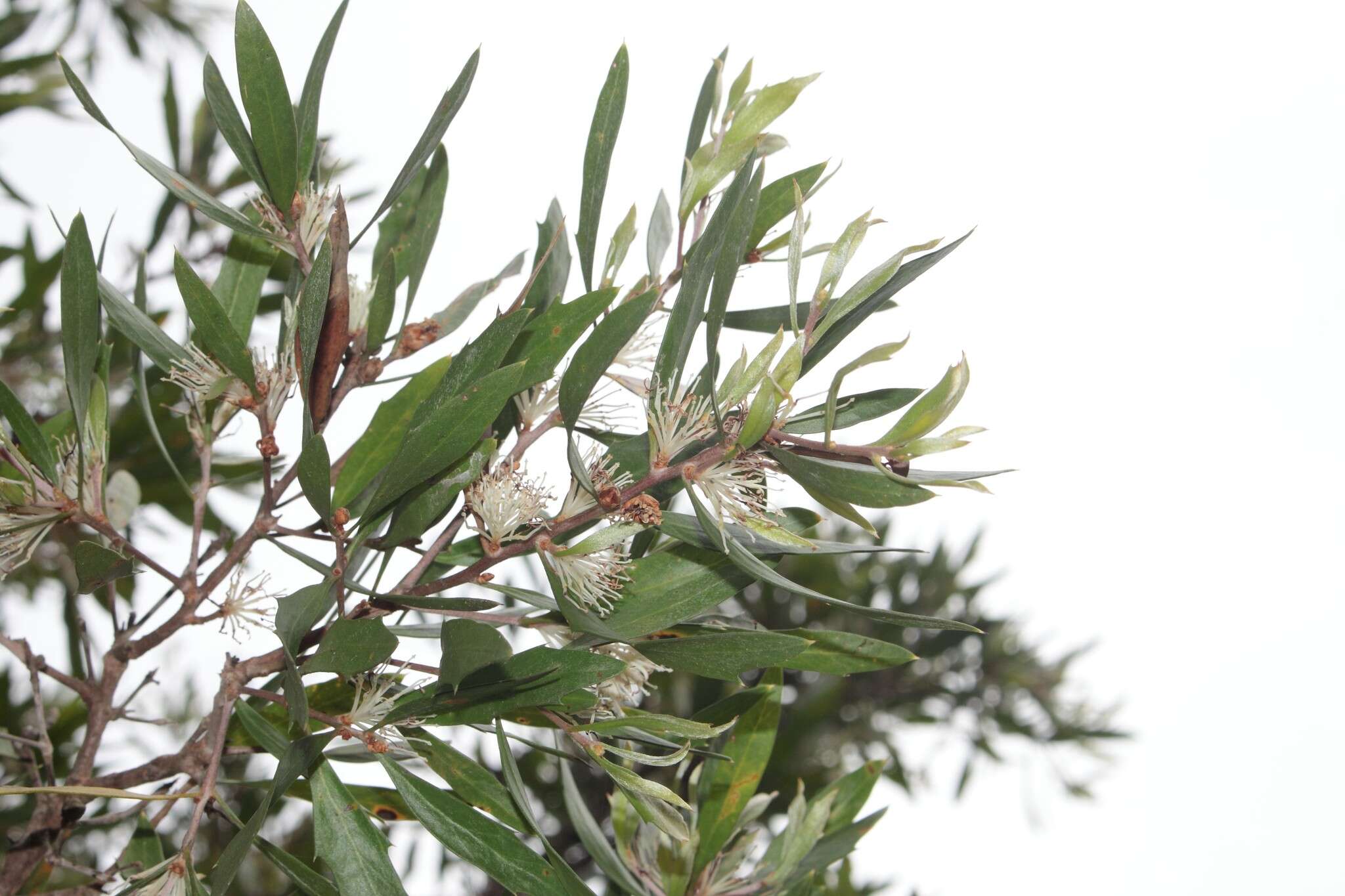 Image of Hakea oleifolia (Sm.) R. Br.