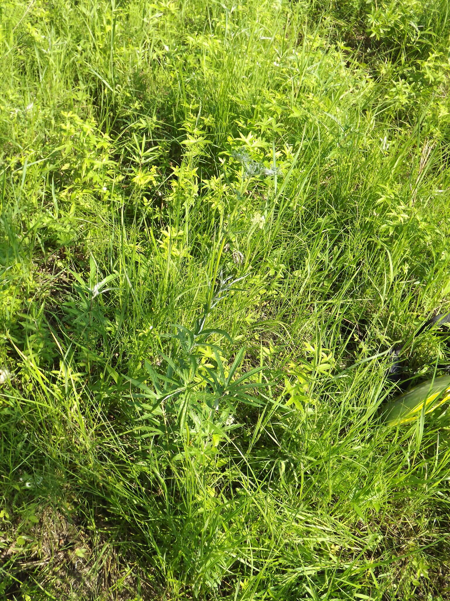 Image of Filipendula angustiloba (Turcz.) Maxim.