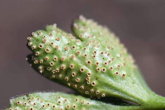 Image of Ochropsora